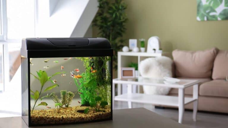 15 Best Aquarium Fish for Beginners (Kids)
