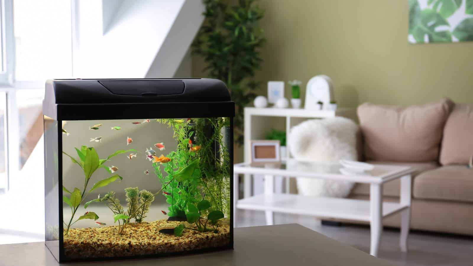 fish tank