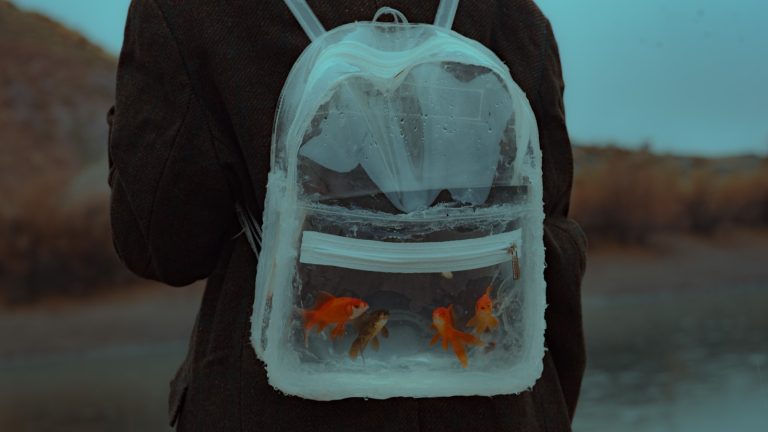 Person wearing clear backpack with goldfish inside; clear backpack