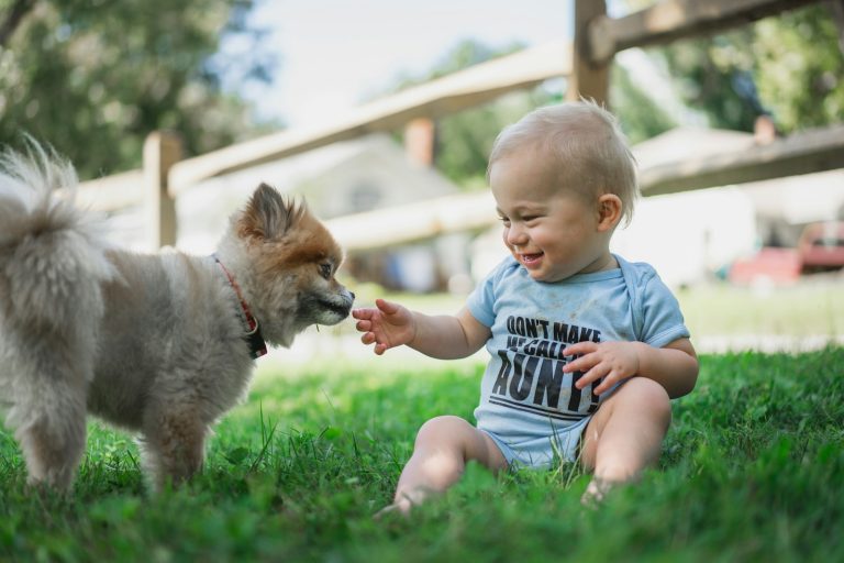 boy in black and white stripe shirt sitting on green grass field beside brown pomeranian puppy; introduce your dog