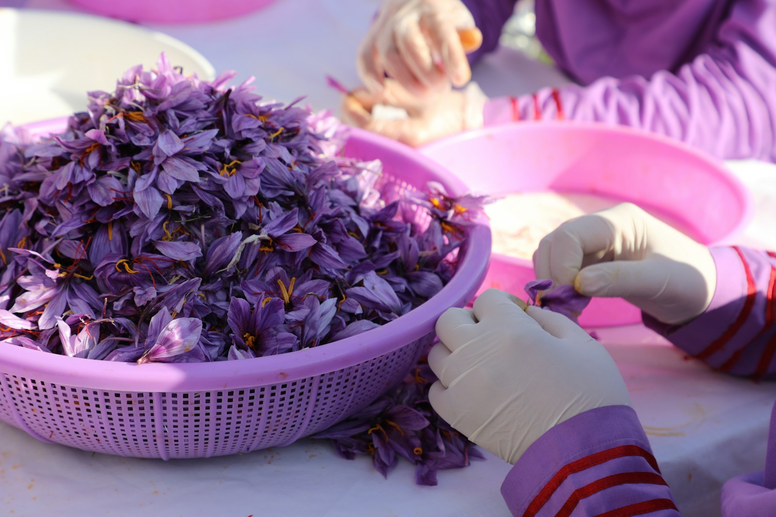 People are hand-picking saffron threads from flowers; saffron for adhd